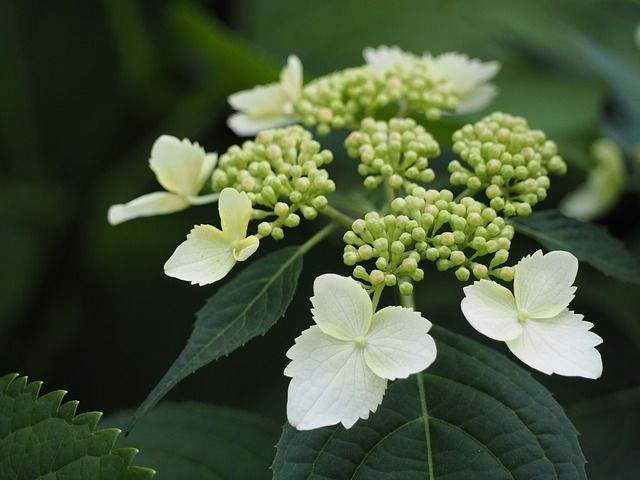 ヤマアジサイの育て方 管理方法 水辺に咲く野趣に富んだ紫陽花 Soma Green S Garden 相馬グリーンのお庭 ヤマアジサイの育て方 管理方法 水辺に咲く野趣に富んだ紫陽花 Soma Green S Garden 相馬グリーンのお庭