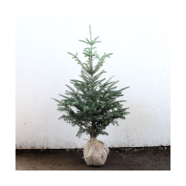 もみの木 ウラジロモミ の育て方 管理方法 クリスマスには本物のもみの木で決まり Soma Green S Garden 相馬グリーンのお庭