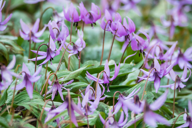 カタクリの育て方 管理方法 紫色の可憐な花を咲かせる球根植物 Soma Green S Garden 相馬グリーンのお庭
