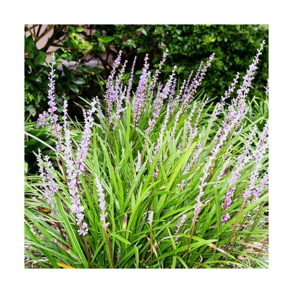 ヤブランの育て方 管理方法 園芸品種は 特徴は Soma Green S Garden 相馬グリーンのお庭 ヤブランの育て方 管理方法 園芸品種は 特徴は Soma Green S Garden 相馬グリーンのお庭