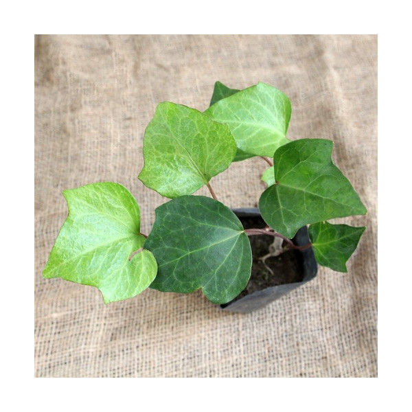 ヘデラ アイビー の育て方 管理方法 観葉植物やグランドカバーとしても人気の植物 Soma Green S Garden 相馬グリーンのお庭 ヘデラ アイビー の育て方 管理方法 観葉植物やグランドカバーとしても人気の植物 Soma Green S Garden 相馬グリーンのお庭