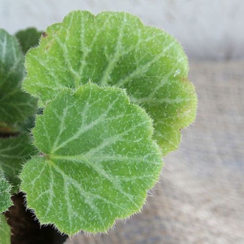 ユキノシタの育て方 管理方法 趣のある和風な常緑多年草 Soma Green S Garden 相馬グリーンのお庭 ユキノシタの育て方 管理方法 趣のある和風な常緑多年草 Soma Green S Garden 相馬グリーンのお庭