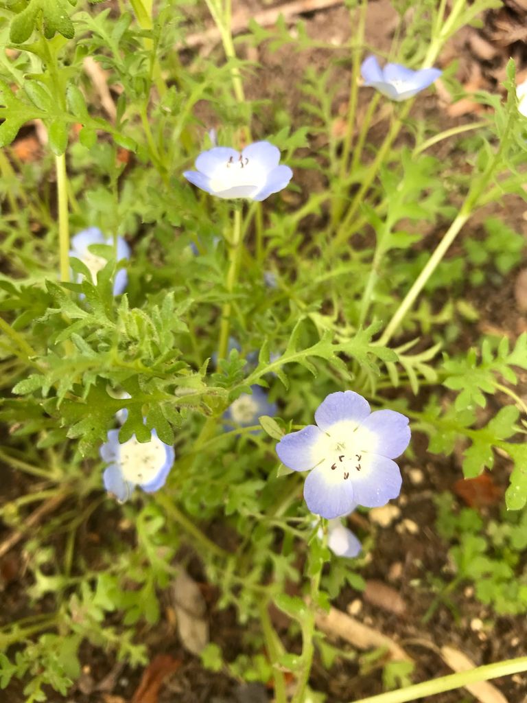 私のネモフィラが咲きました Soma Green S Garden 相馬グリーンのお庭