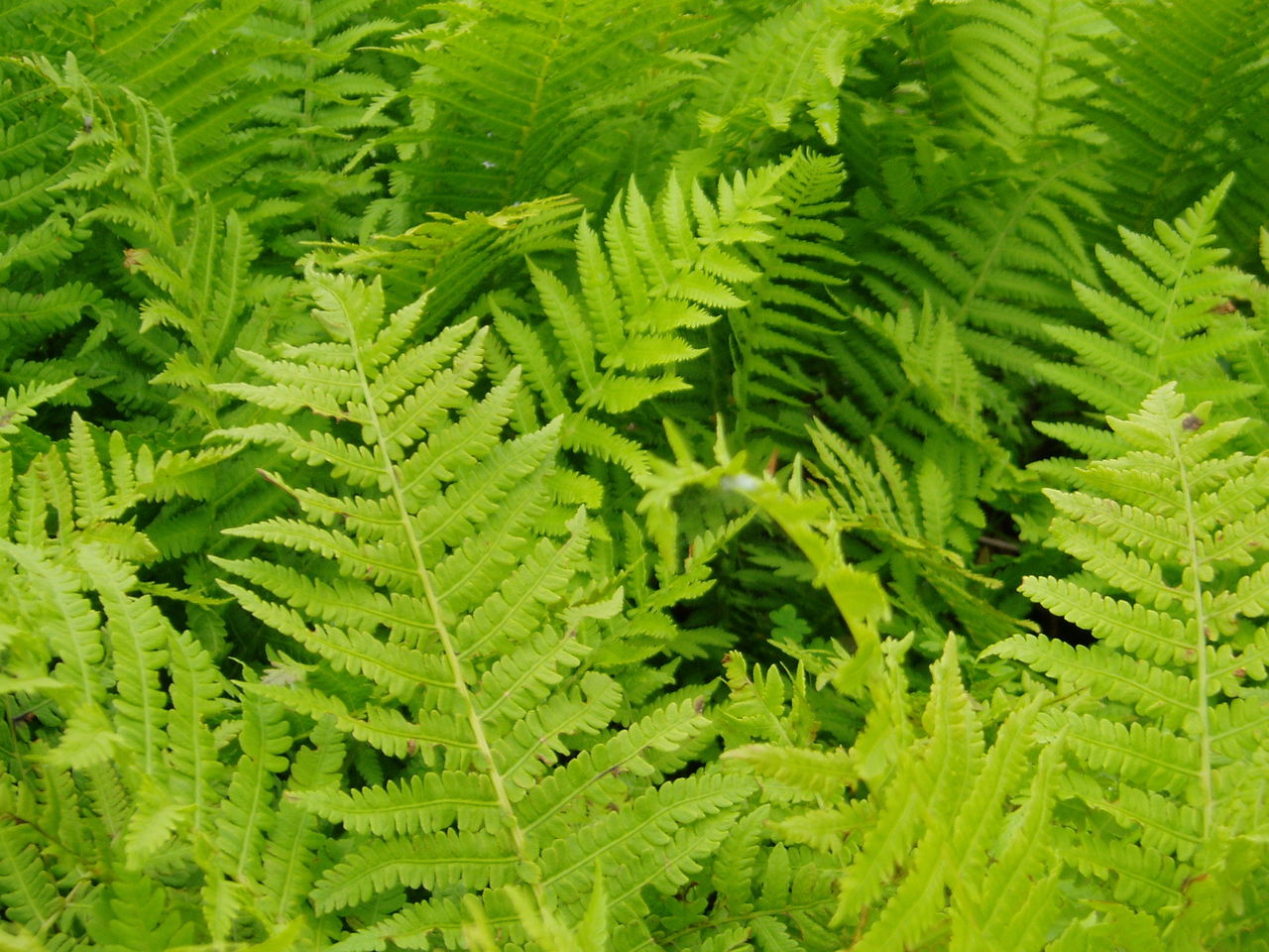 クサソテツの育て方 管理方法 羽のように茂る葉が特徴のシダ植物 Soma Green S Garden 相馬グリーンのお庭