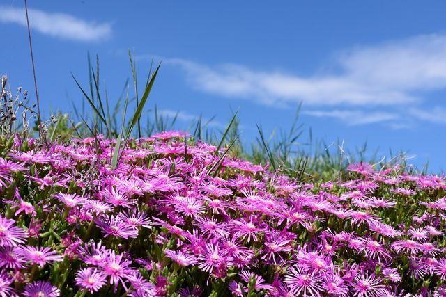 マツバギク レイコウ の育て方 管理方法 菊のような花を咲かせる多年草 Soma Green S Garden 相馬グリーンのお庭