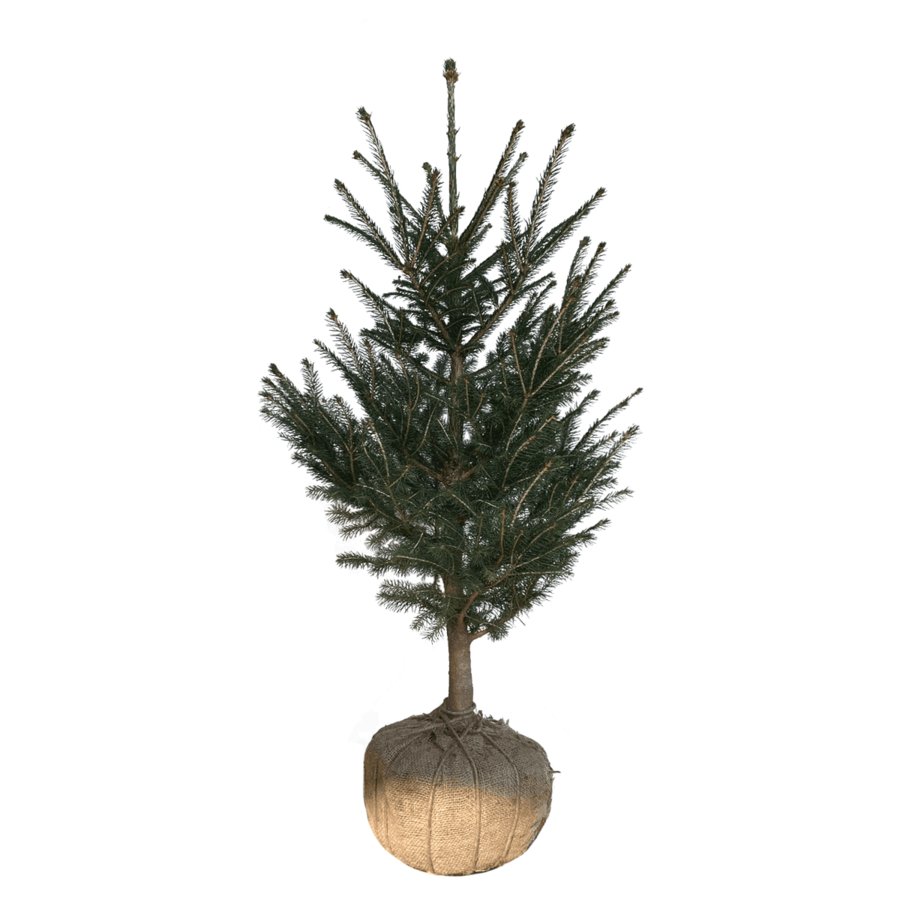 ドイツトウヒの育て方・管理方法！モミの木の仲間で、クリスマスツリーとしても利用される常緑樹。 : Soma Green's Garden