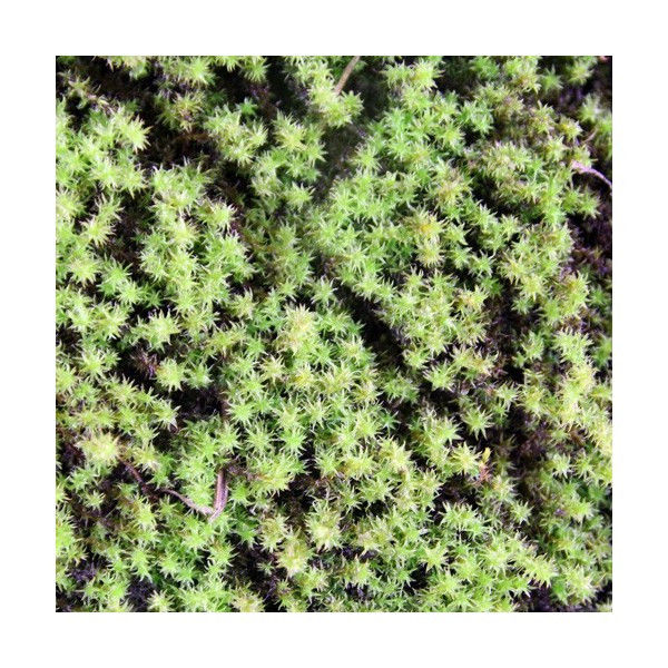 スナゴケの育て方と管理方法 盆栽 苔庭 テラリウム 屋上緑化に Soma Green S Garden 相馬グリーンのお庭