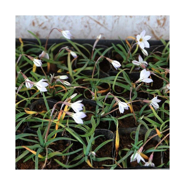 ハナニラ イフェイオン の育て方 管理方法 花壇の縁取りに大活躍の球根植物 Soma Green S Garden 相馬グリーンのお庭