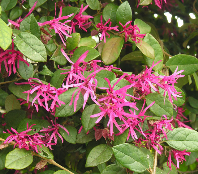 トキワマンサクの育て方 管理方法 リボンのような花が美しい常緑樹 Soma Green S Garden 相馬グリーンのお庭