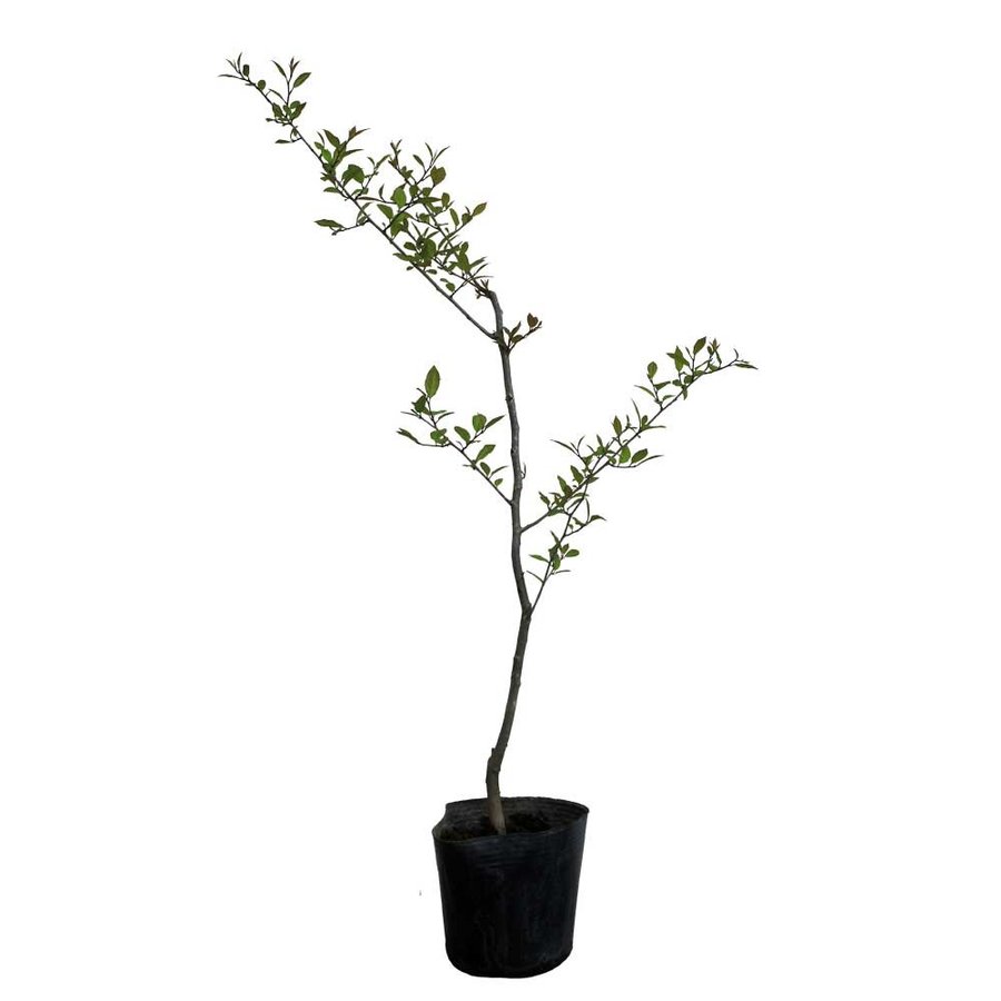 ウメモドキの育て方 管理方法 冬を彩る赤い果実が魅力の落葉樹 Soma Green S Garden 相馬グリーンのお庭
