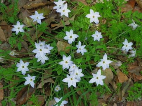 ハナニラ イフェイオン の育て方 管理方法 花壇の縁取りに大活躍の球根植物 Soma Green S Garden 相馬グリーンのお庭