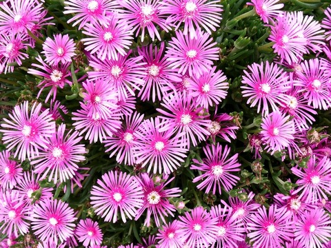 マツバギク花2