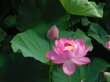 resize3890