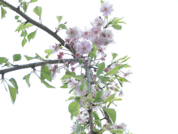 resize3084