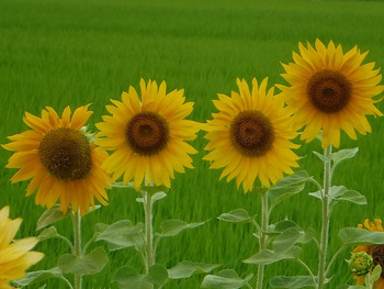 resize3883