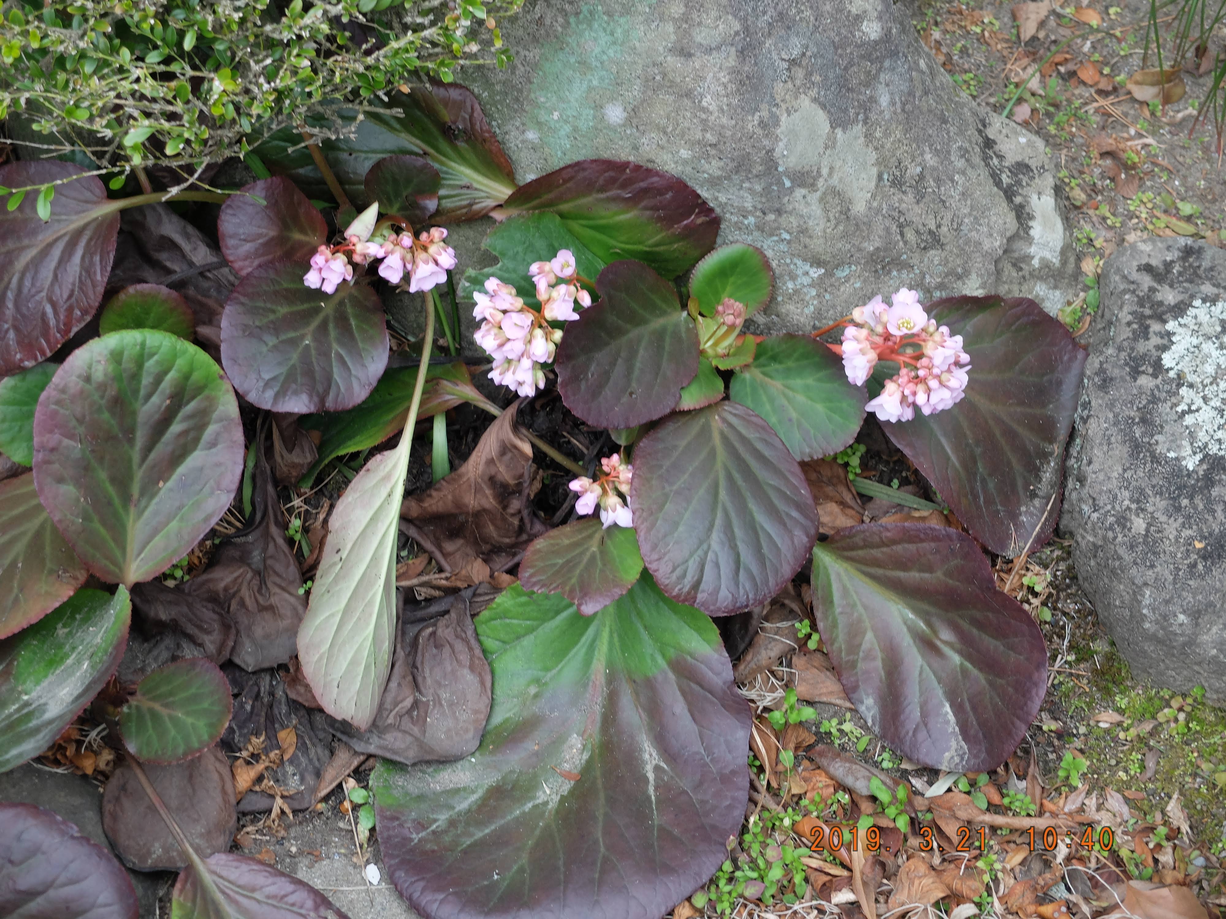 ヒマラヤユキノシタ Somekoの山野草日記