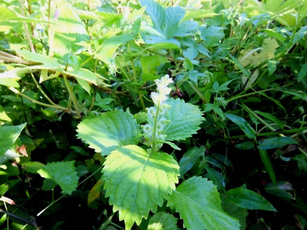 エゴマ Somekoの山野草日記