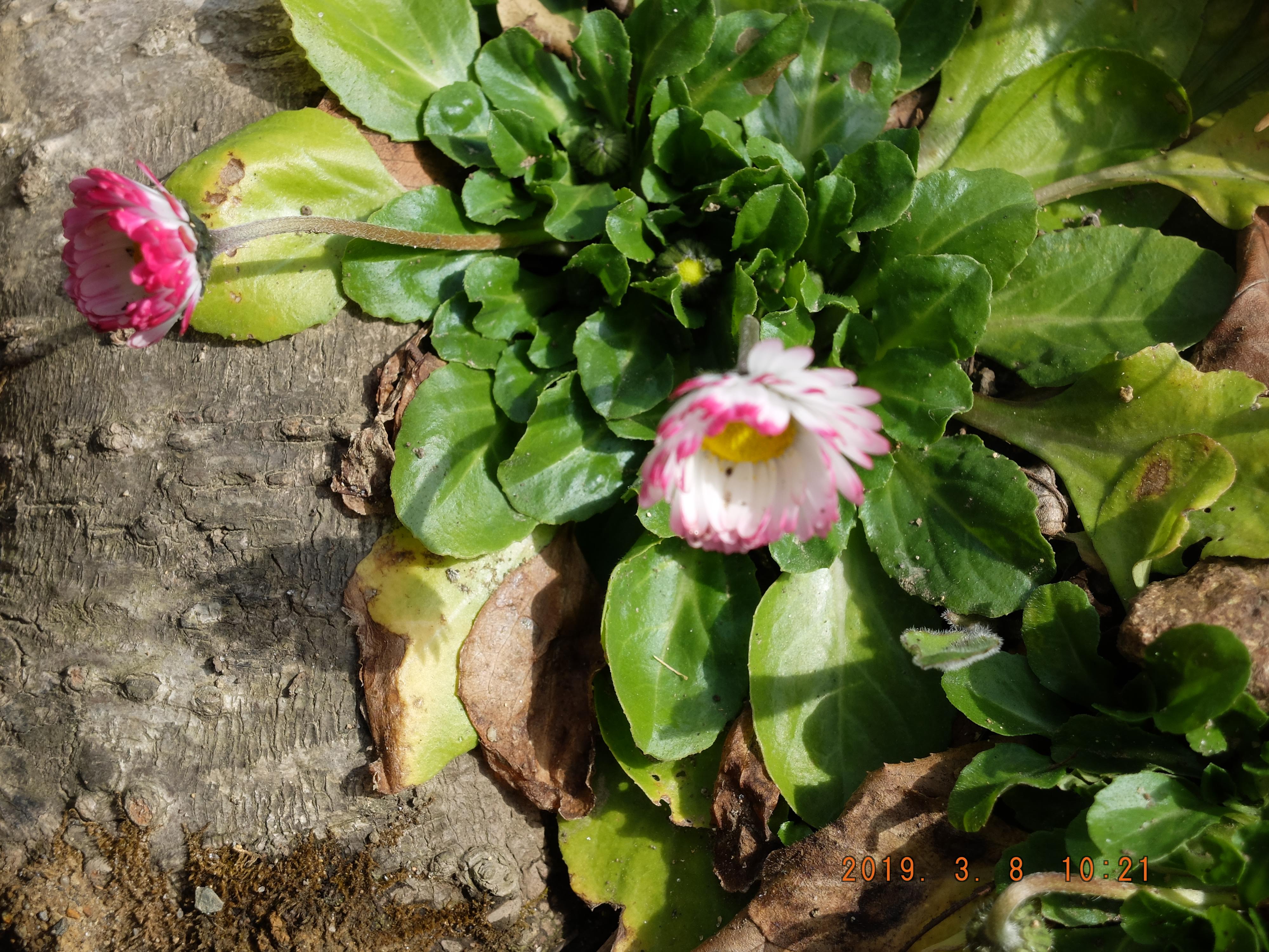 ヒナギク 雛菊 Somekoの山野草日記 ヒナギク 雛菊 Somekoの山野草日記