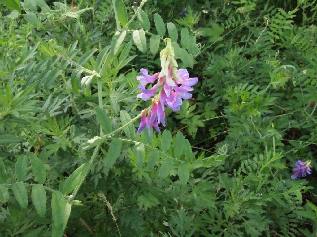 ツルフジバカマ 蔓藤袴 Somekoの山野草日記