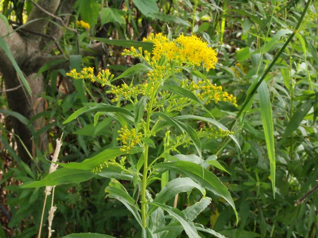 オオアワダチソウ 大泡立草 Somekoの山野草日記 オオアワダチソウ 大泡立草 Somekoの山野草日記