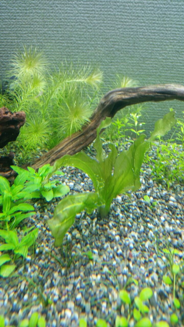 エキノドルス・サイサリス : 水槽のある生活