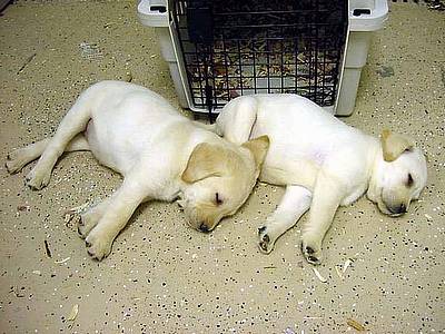 掲示板から拾ったネタ 日記のような なにか