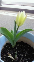 tulip_110401