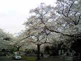 sakura_080330_01