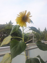 himawari_130711