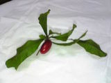 miracle_fruit