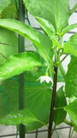 saibai_120521_02