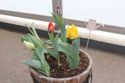 tulip_130326