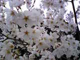 sakura_080330_02