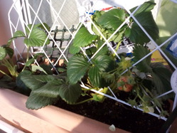 spring_140401_04