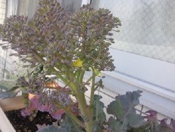 broccoli_140326_01