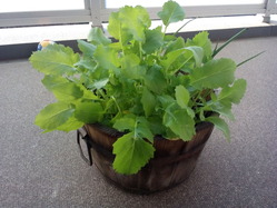 spring_140401_02