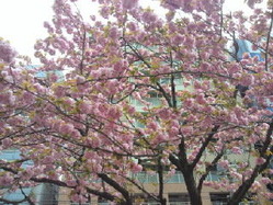 sakura_130415