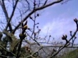 sakura_090318