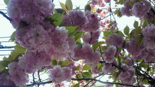 sakura_120425