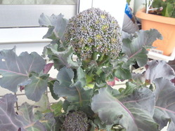 broccoli_140326_02