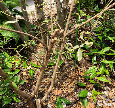 シルバー刈り込み7上旬