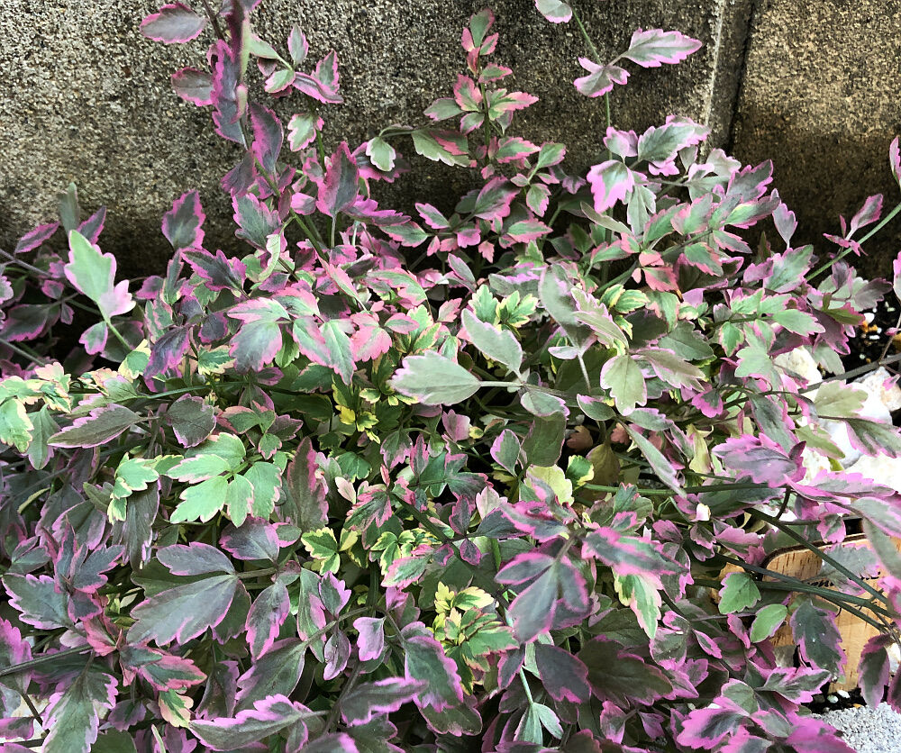 金ピアス買取 名古屋 金山のさてい屋 金買取 名古屋 金山の買取り専門店 さてい屋