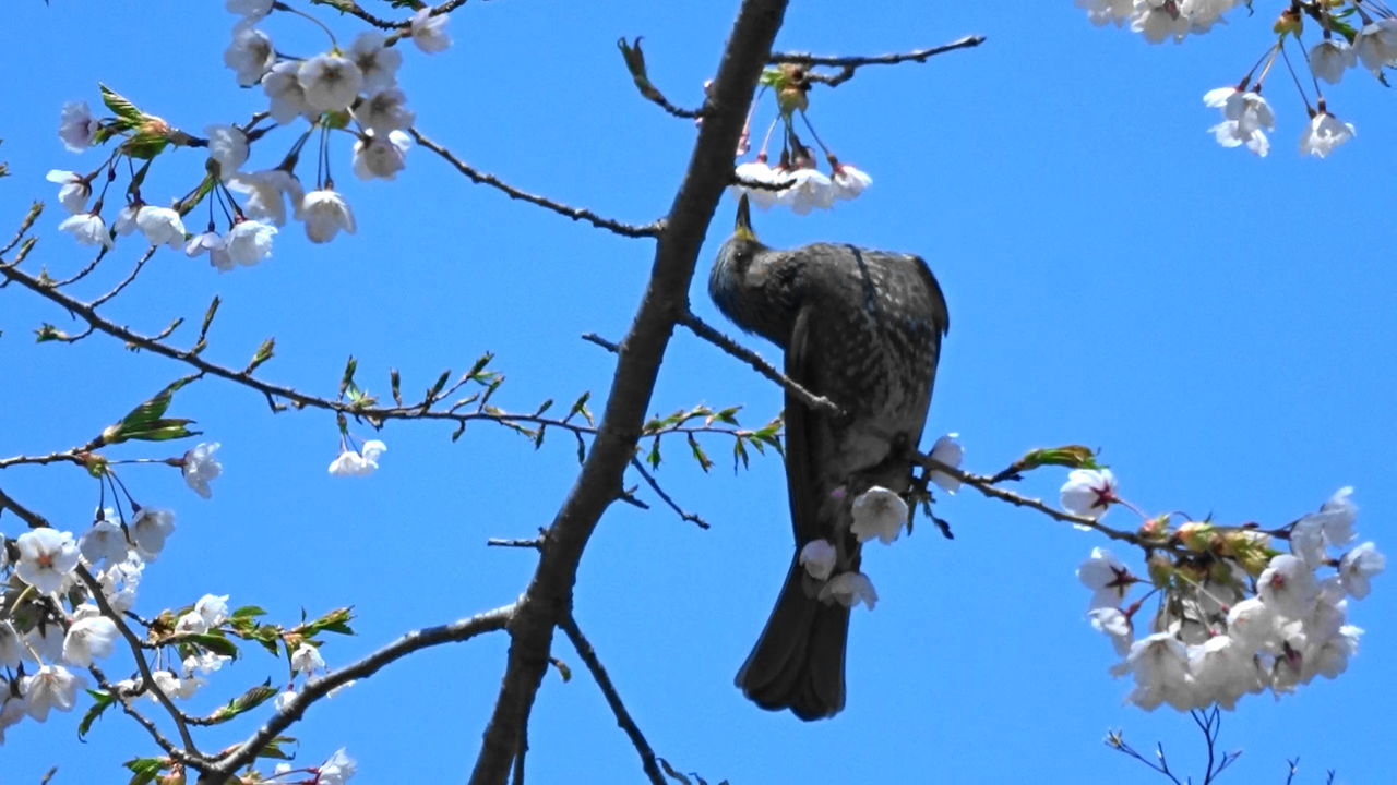 の 鳴き声 ヒヨドリ