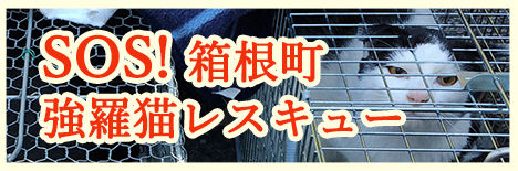 banner-r