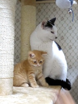 27　優しいポパイと子猫