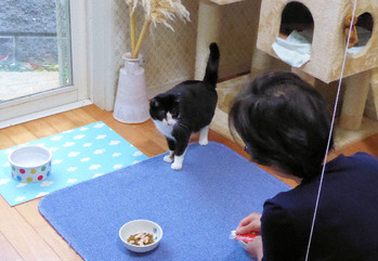 7 幸ちゃん食べていいニャン！　