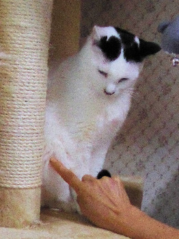 ③ポパイ触らせてよー　チョンチョン！