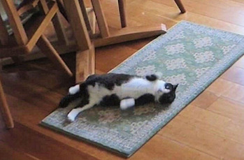 11 探検は楽しいニャン！！　