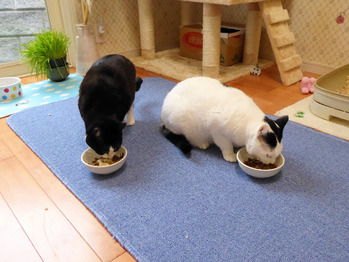 ③朝ごはん待ち切れず　P1040786