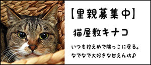 kinako-b